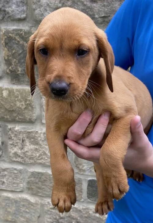 * READY NOW FOX RED LABRADOR PUPPYS* for sale in Bradford, West Yorkshire - Image 1