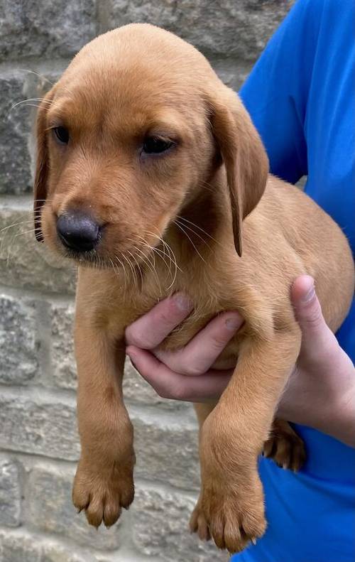 * READY NOW FOX RED LABRADOR PUPPYS* for sale in Bradford, West Yorkshire - Image 2