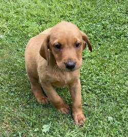 * FOX RED LABRADOR PUPPYS* for sale in Bradford, West Yorkshire | Image 3