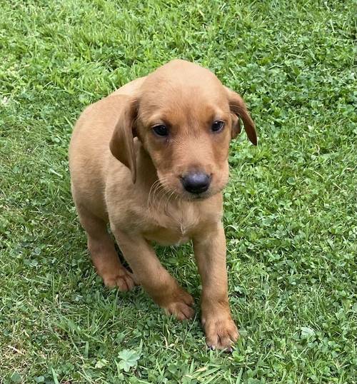 * READY NOW FOX RED LABRADOR PUPPYS* for sale in Bradford, West Yorkshire - Image 3