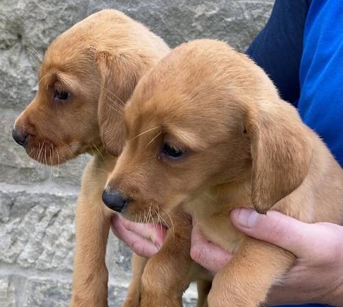 * READY NOW FOX RED LABRADOR PUPPYS* for sale in Bradford, West Yorkshire - Image 4