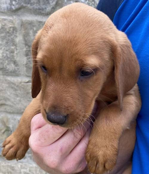 * READY NOW FOX RED LABRADOR PUPPYS* for sale in Bradford, West Yorkshire - Image 5