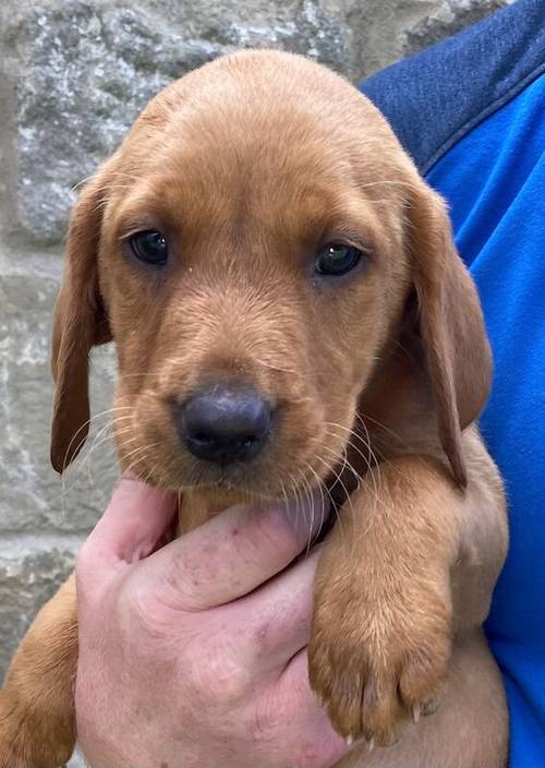 * READY NOW FOX RED LABRADOR PUPPYS* for sale in Bradford, West Yorkshire - Image 6