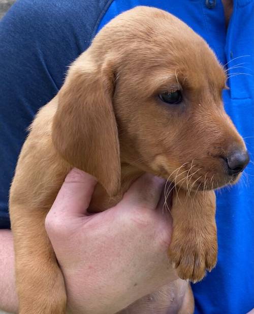 * READY NOW FOX RED LABRADOR PUPPYS* for sale in Bradford, West Yorkshire - Image 7