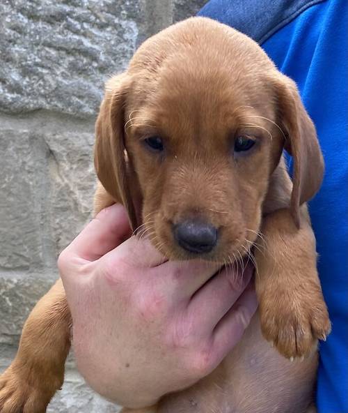 * READY NOW FOX RED LABRADOR PUPPYS* for sale in Bradford, West Yorkshire - Image 8