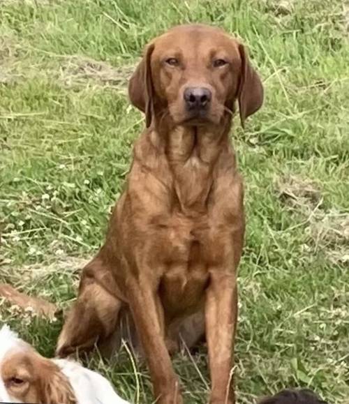 * READY NOW FOX RED LABRADOR PUPPYS* for sale in Bradford, West Yorkshire - Image 9