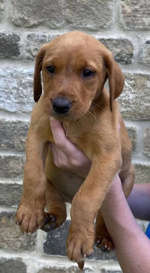 * READY NOW FOX RED LABRADOR PUPPYS* for sale in Bradford, West Yorkshire - Image 10