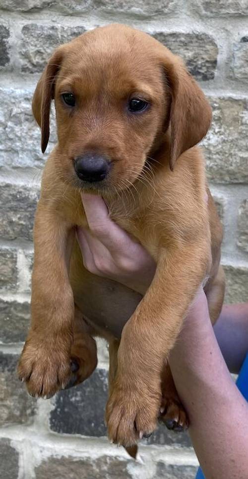 * READY NOW FOX RED LABRADOR PUPPYS* for sale in Bradford, West Yorkshire - Image 11