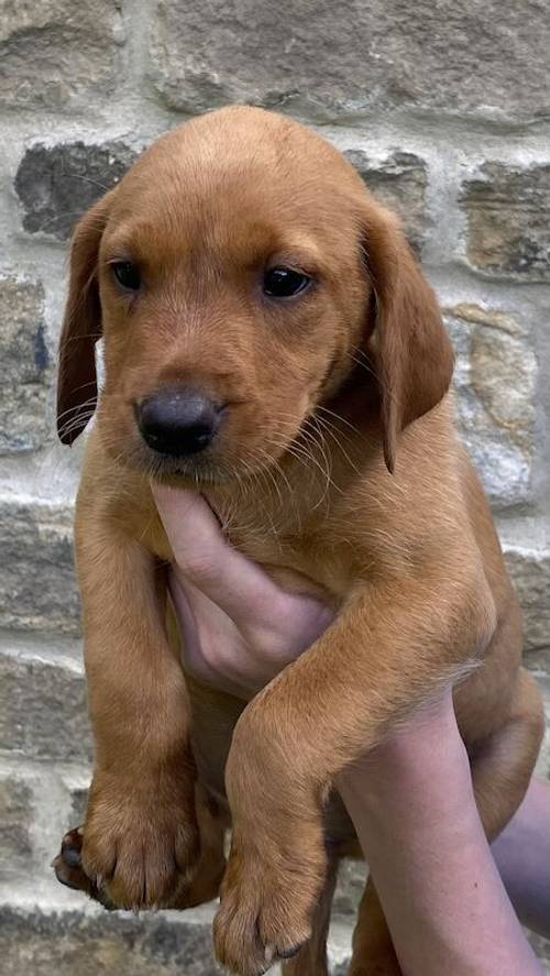 * READY NOW FOX RED LABRADOR PUPPYS* for sale in Bradford, West Yorkshire - Image 12