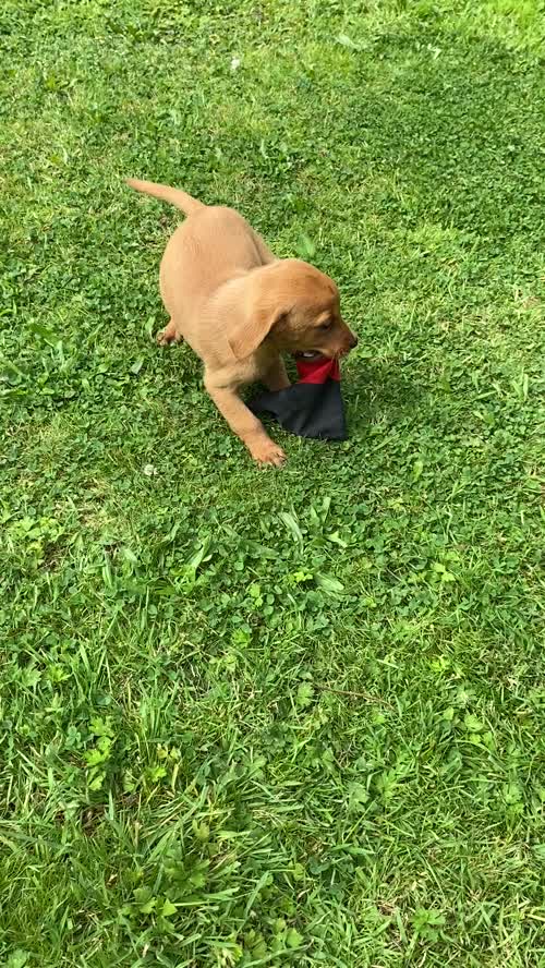 * FOX RED KC REGISTERED LABRADOR PUPPYS* for sale in Bradford, West Yorkshire