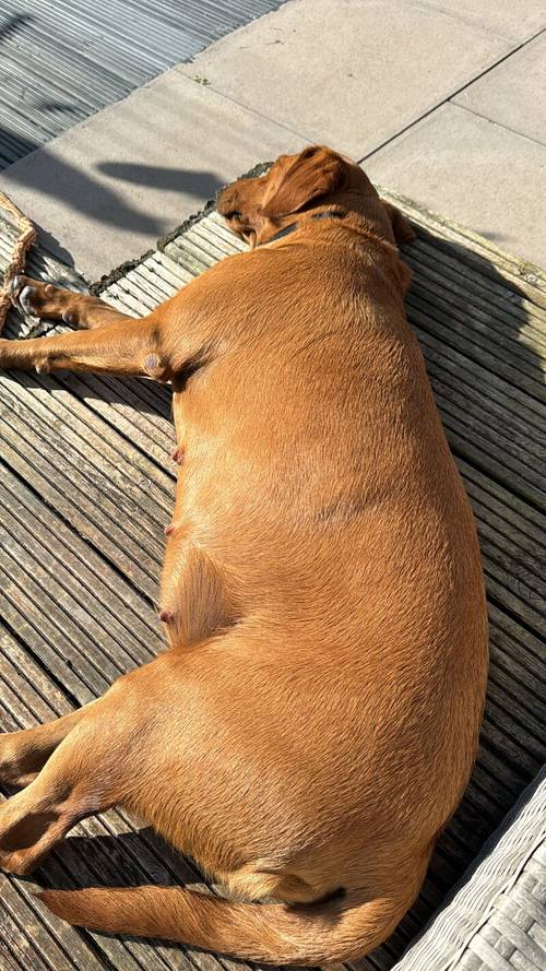 FOX RED KC REGISTERED LABRADOR PUPS for sale in Worcestershire - Image 2