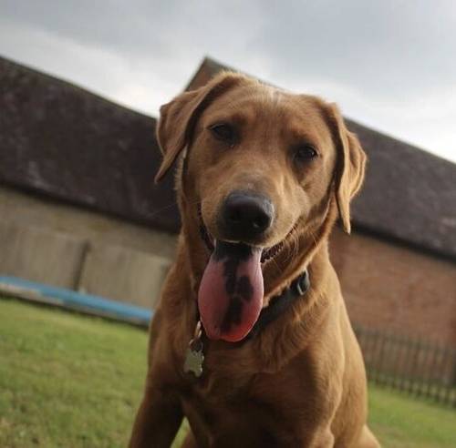 FOX RED KC REGISTERED LABRADOR PUPS for sale in Worcestershire - Image 3