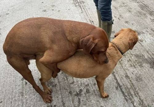 FOX RED KC REGISTERED LABRADOR PUPS for sale in Worcestershire - Image 4