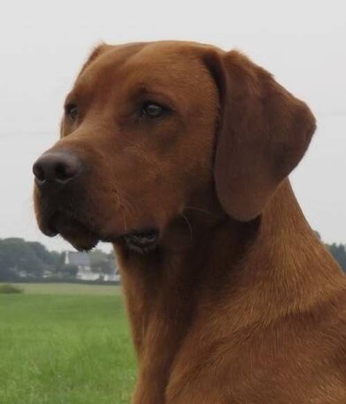 FOX RED KC REGISTERED LABRADOR PUPS for sale in Worcestershire - Image 5