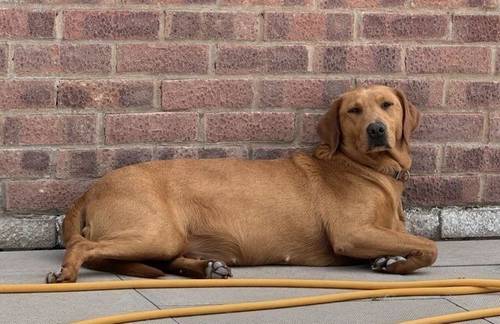 FOX RED KC REGISTERED LABRADOR PUPS for sale in Worcestershire - Image 6