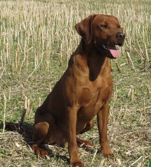 FOX RED KC REGISTERED LABRADOR PUPS for sale in Worcestershire - Image 7