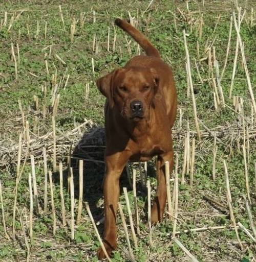 FOX RED KC REGISTERED LABRADOR PUPS for sale in Worcestershire - Image 8