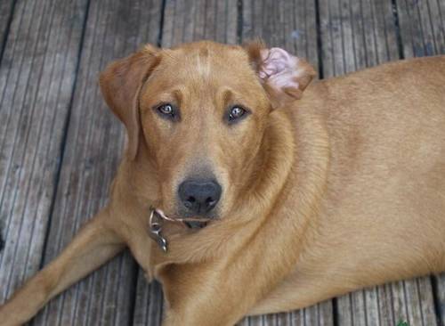 FOX RED KC REGISTERED LABRADOR PUPS for sale in Worcestershire - Image 9