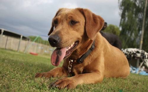 FOX RED KC REGISTERED LABRADOR PUPS for sale in Worcestershire - Image 10