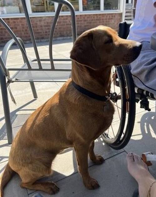 FOX RED KC REGISTERED LABRADOR PUPS for sale in Worcestershire - Image 11