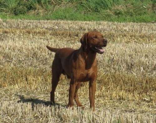 FOX RED KC REGISTERED LABRADOR PUPS for sale in Worcestershire - Image 12