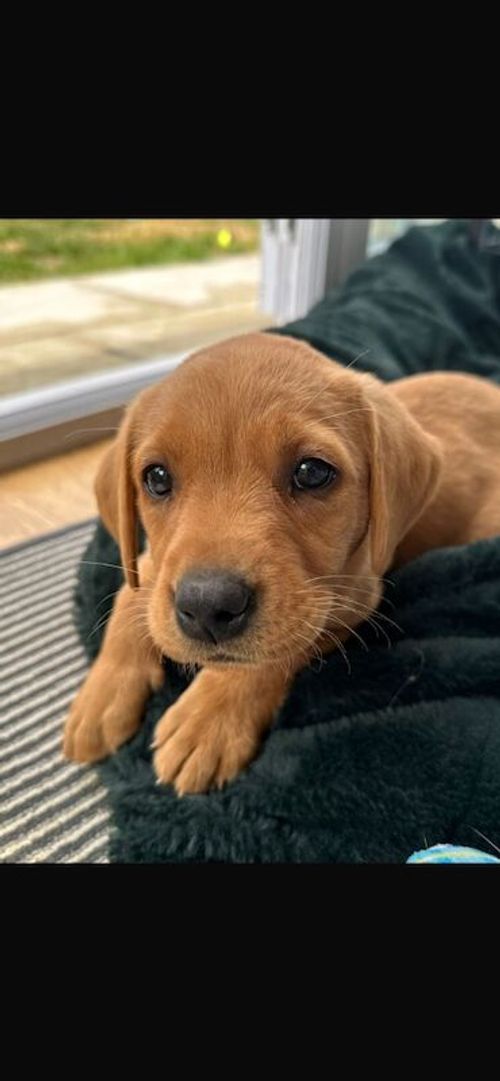 Fox Red KC registered Labradors for sale in Pontypool / Pont-y-pŵl, Gwent