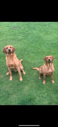 Fox Red KC registered Labradors for sale in Pontypool / Pont-y-pŵl, Gwent | Image 2