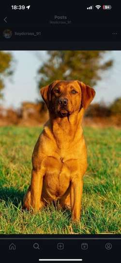Fox Red KC registered Labradors for sale in Pontypool / Pont-y-pŵl, Gwent | Image 3