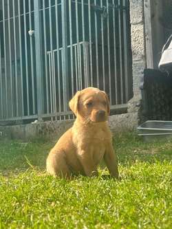 Fox Red KC registered Labradors for sale in Pontypool / Pont-y-pŵl, Gwent | Image 4