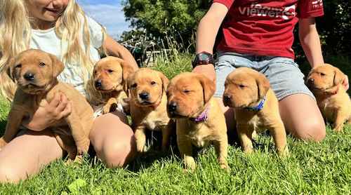 FOX RED KC REGISTERED PUPPIES. HEALTH TESTED PARENTS - READY 30th AUGUST for sale in Chepstow/Cas-Gwent, Monmouthshire