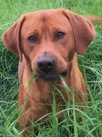 Fox red lab atstud for sale in Carlisle, Cumbria