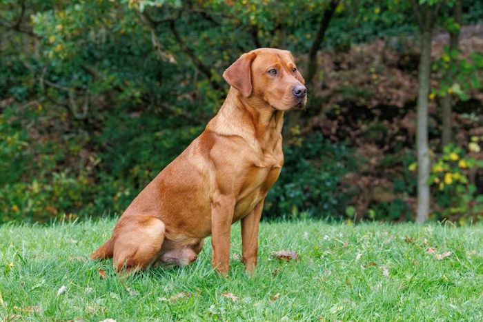 Fox red lab atstud for sale in Carlisle, Cumbria - Image 4
