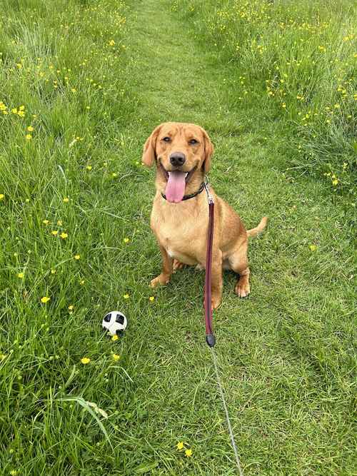 Fox Red Lab for adoption - 15 months old for sale in Beverley, East Riding of Yorkshire