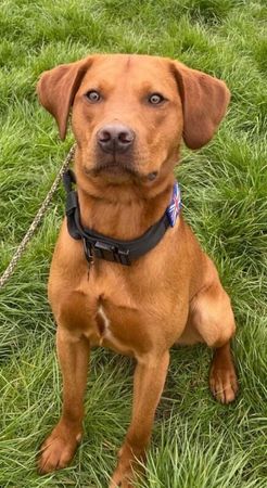 Labrador Retriever stud dog for stud in Chester-le-Street, Durham – KC registered, 2 years old
