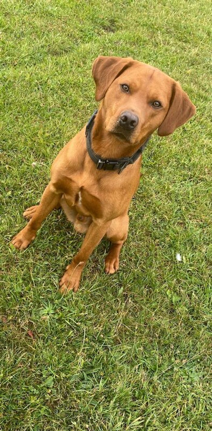 Labrador Retriever stud dog for stud in Chester-le-Street, Durham – KC registered, 2 years old - Image 4 of 7