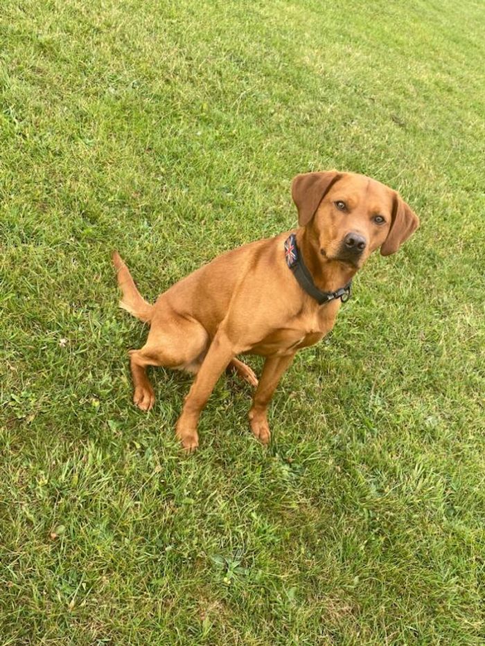 Labrador Retriever stud dog for stud in Chester-le-Street, Durham – KC registered, 2 years old - Image 5 of 7