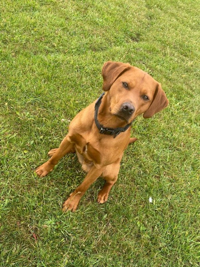 Labrador Retriever stud dog for stud in Chester-le-Street, Durham – KC registered, 2 years old - Image 6 of 7