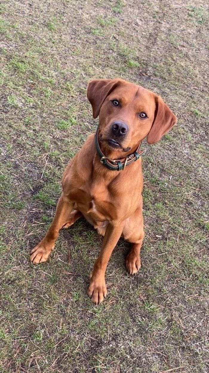 Labrador Retriever stud dog for stud in Chester-le-Street, Durham – KC registered, 2 years old - Image 7 of 7