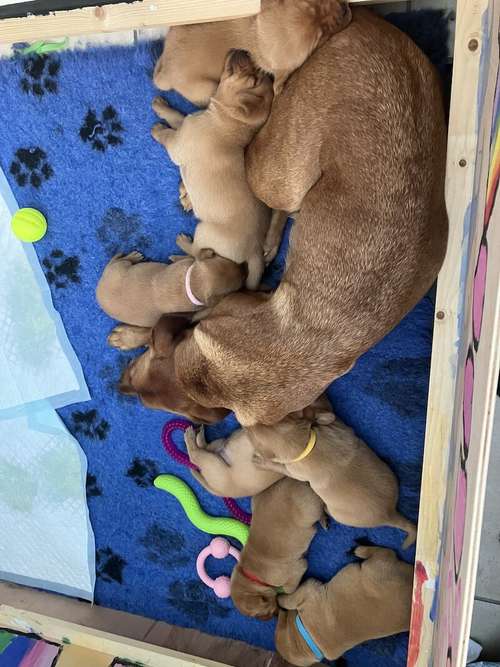 Fox red lab puppies for sale in Eastbourne, East Sussex