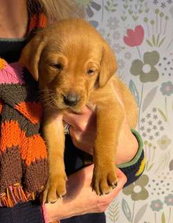 Fox Red Lab Pups for sale in Duns, Scottish Borders | Image 1