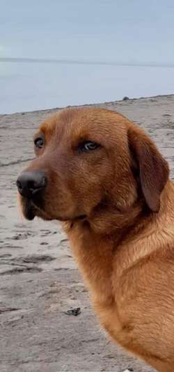 Fox Red Lab Pups for sale in Duns, Scottish Borders | Image 2