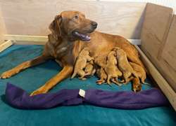 Fox Red Lab Pups for sale in Duns, Scottish Borders | Image 3
