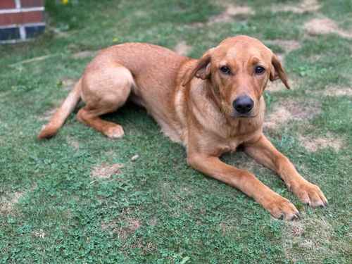 Fox red labrador 7 month old female for sale in Ollerton, Nottinghamshire