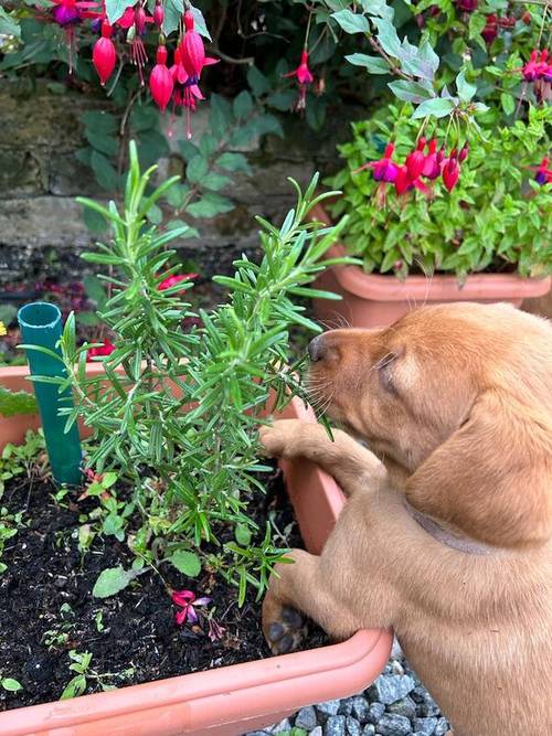 Fox Red Labrador For Sale in Epping, Essex