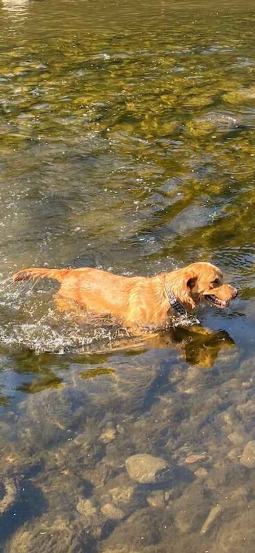 Fox Red Labrador for sale in Durham, County Durham