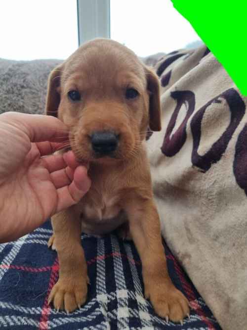 Fox Red Labrador for sale in East Lothian