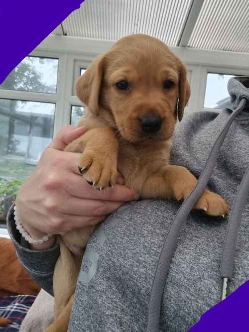 Fox Red Labrador for sale in East Lothian