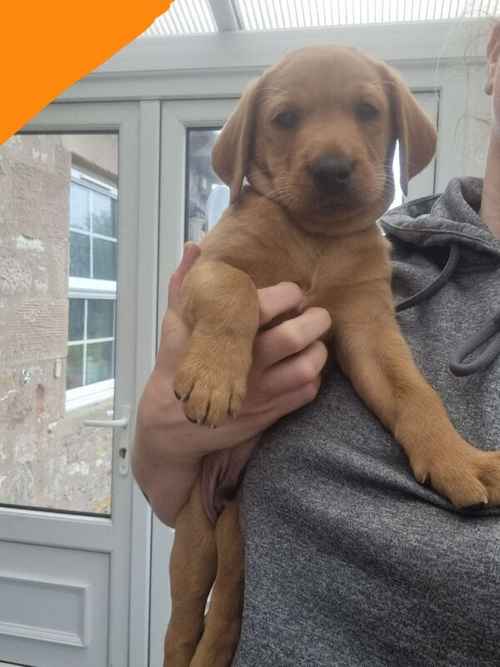 Fox Red Labrador for sale in East Lothian