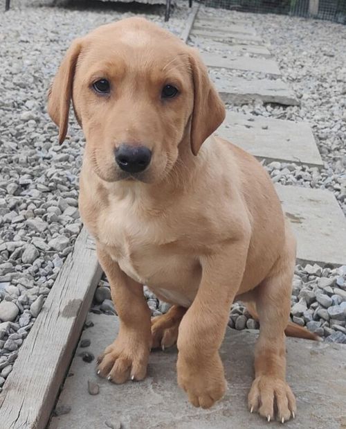 Fox red Labrador for sale in Leyburn, North Yorkshire