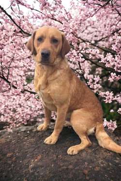 Fox red Labrador at stud for sale in Peterborough, Cambridgeshire | Image 2